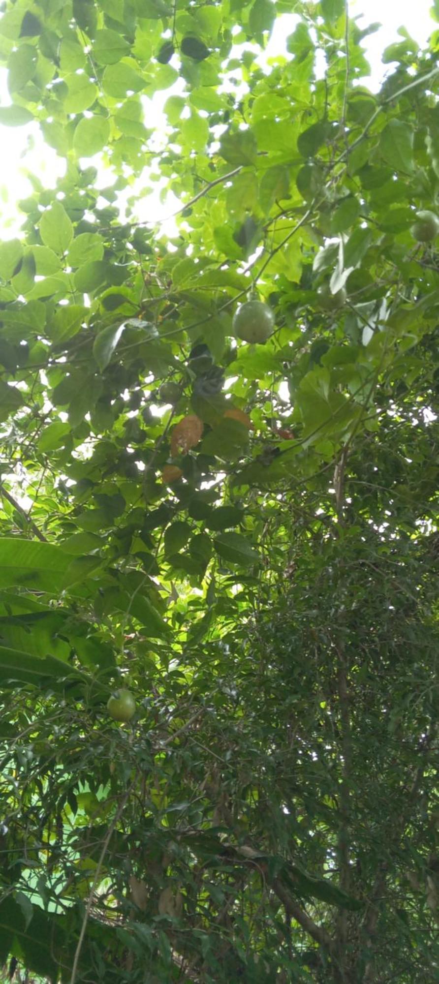 Forest Villa Nature Resort Anuradhapura Εξωτερικό φωτογραφία