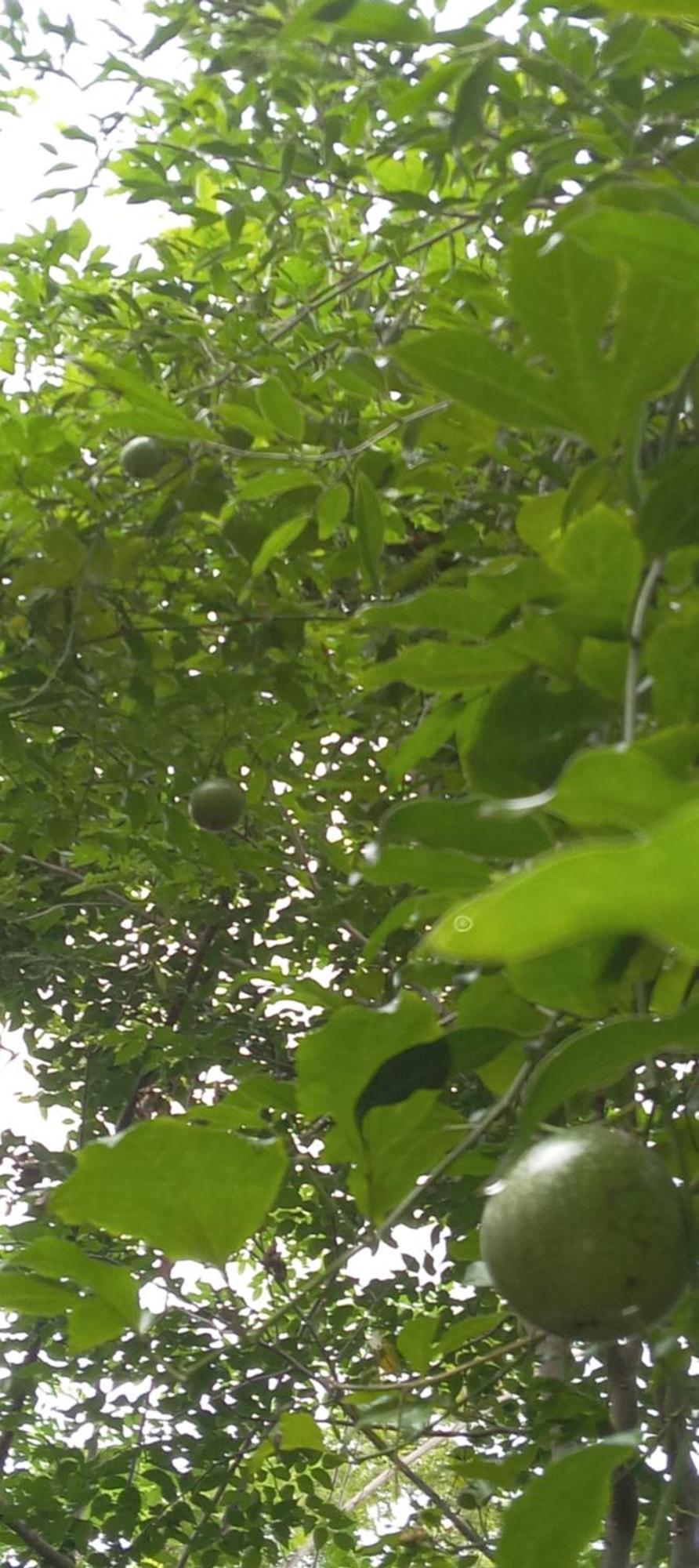 Forest Villa Nature Resort Anuradhapura Εξωτερικό φωτογραφία