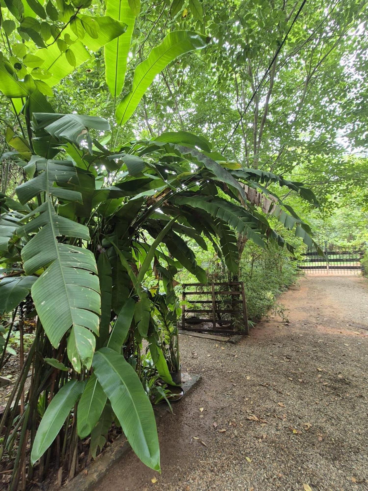 Forest Villa Nature Resort Anuradhapura Εξωτερικό φωτογραφία